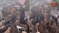 Reviven acusaciones a Niurka de sacrificio de animales; fue vista en un albergue canino
